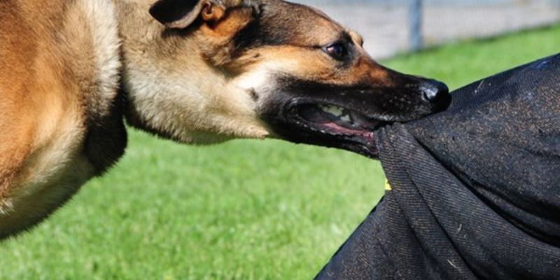 Mơ thấy chó đánh con gì khi chúng cắn bạn? Nên đánh 92, 29 và 93